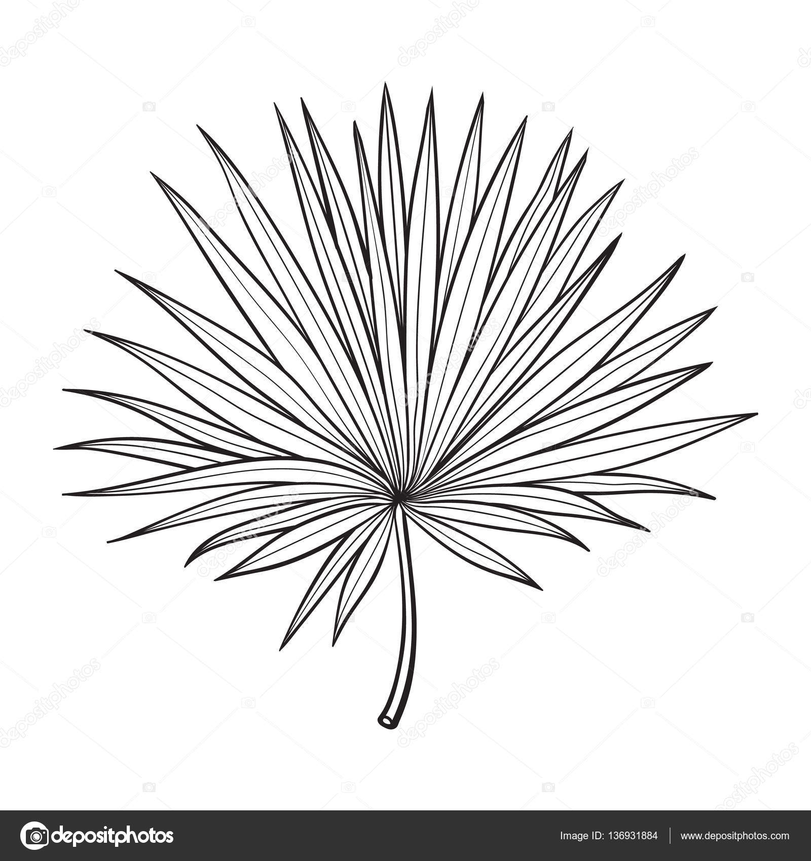1600x1700 Fan Shaped Leaf Of Palmetto Tree, Sketch Style Vector Illustration