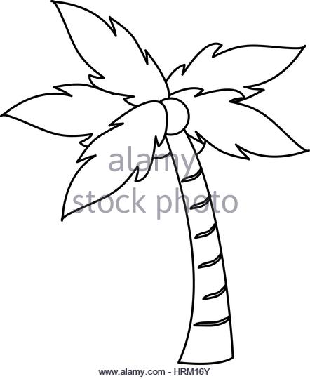 442x540 Coconut Palm Tree Leaf Black And White Stock Photos Amp Images