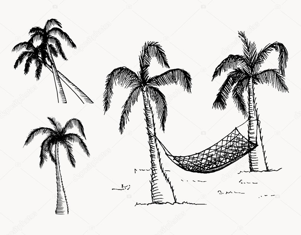 1023x800 Hand Drawn Palm Trees Stock Vector Zubroffka