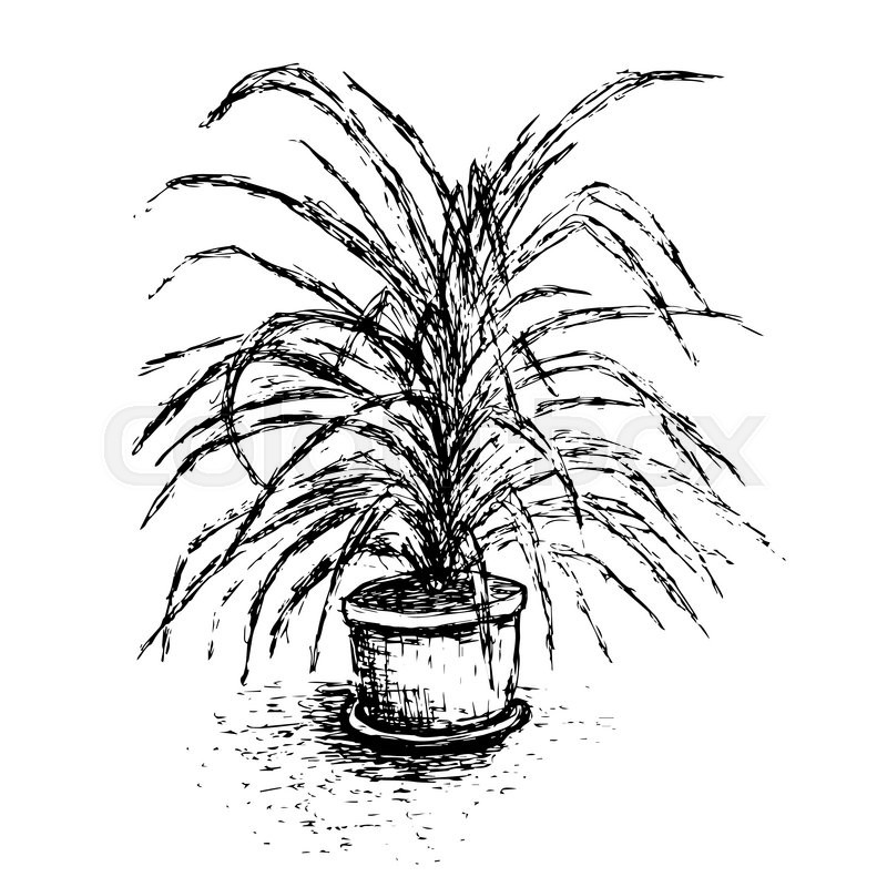 800x800 House Plant In Flower Pot Isolated On White Background. Palm Tree