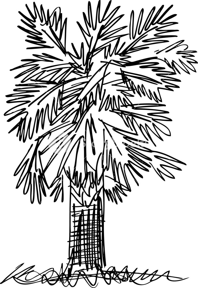 687x1000 Sketch Of Abstract Palm Tree. Vector Illustration Royalty Free