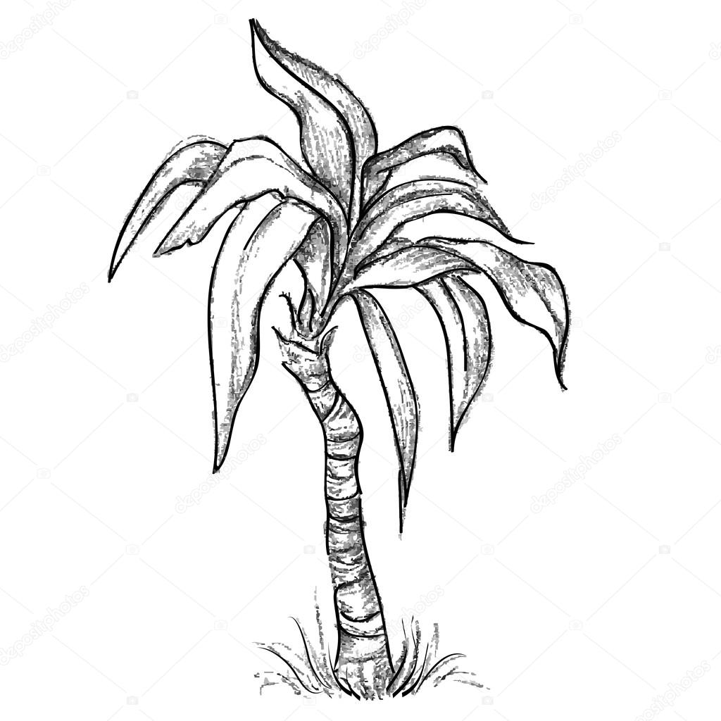 1024x1024 Dibujo De Palmeras Tropicales Vector De Stock Vitasunny