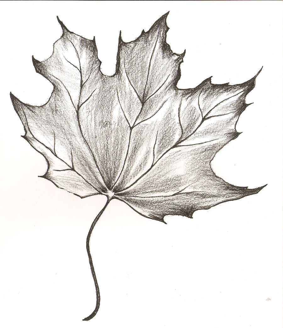 900x1044 Pencil Drawing Of A Leaf Maple Leaves Pencil Sketch