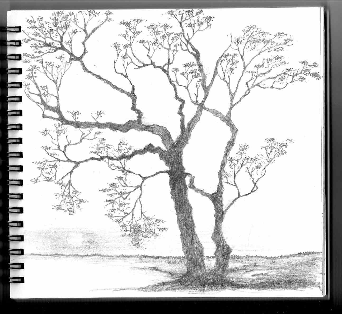 1295x1187 Sketch Spring Season Pencil Drawing For Of Repke Art Repke Spring