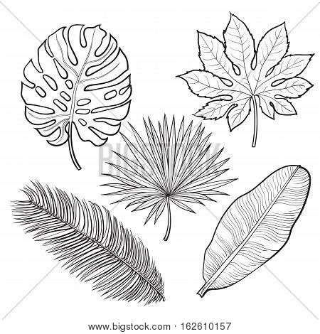 450x470 Set Tropical Palm Leaves, Sketch Vector Amp Photo Bigstock