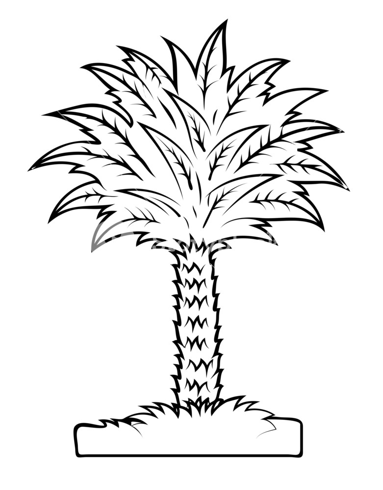 781x1000 Vector Drawing Of Palm Tree Royalty Free Stock Image