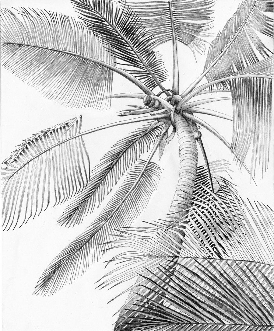 900x1088 Palm Tree Drawing Ideas Home Design Ideas