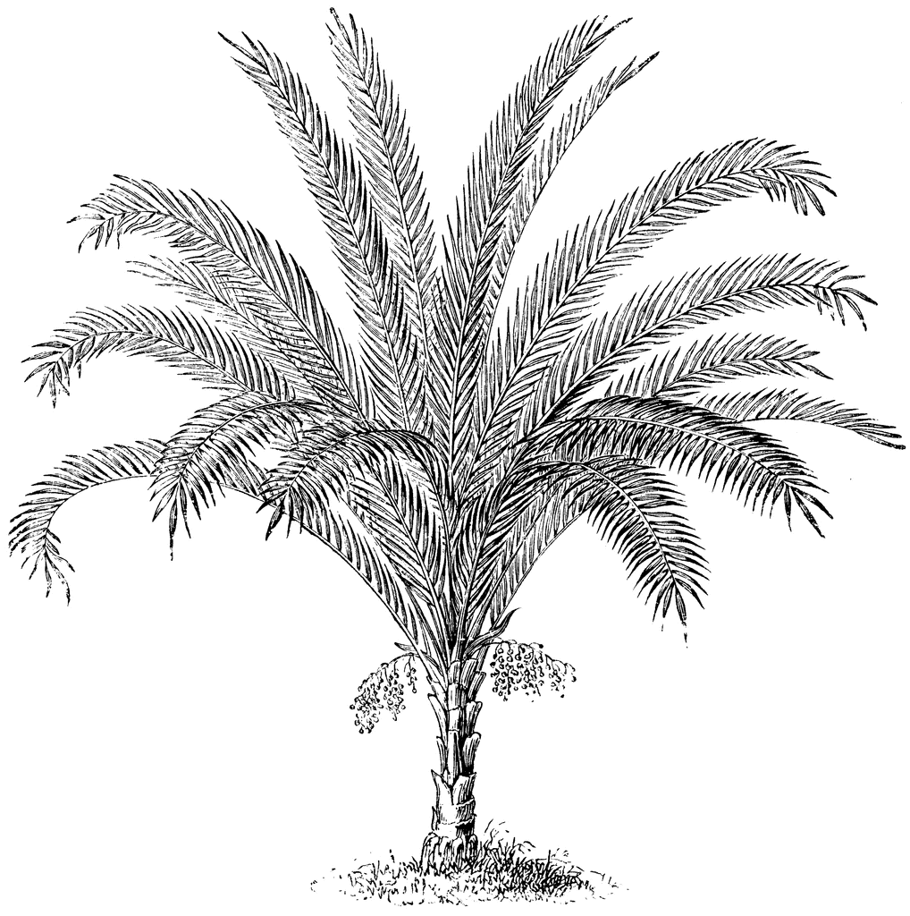 1018x1024 Phoenix Reclinata Clipart Etc