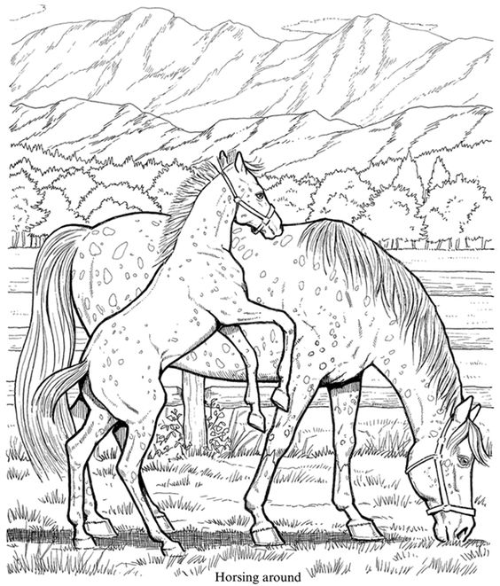 564x661 Welcome To Dover Publications Wonderful World Of Horses Coloring