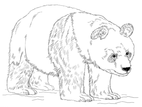 480x363 Giant Panda Bear Coloring Page Free Printable Coloring Pages
