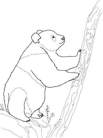 360x480 Panda Bear Coloring Pages Printable Baby Panda Bear Coloring Pages
