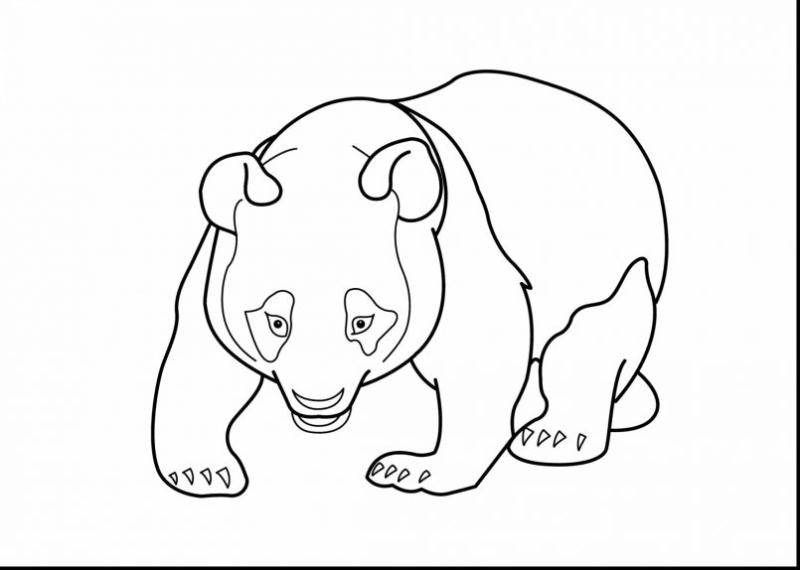 800x570 Panda Bear Clip Art