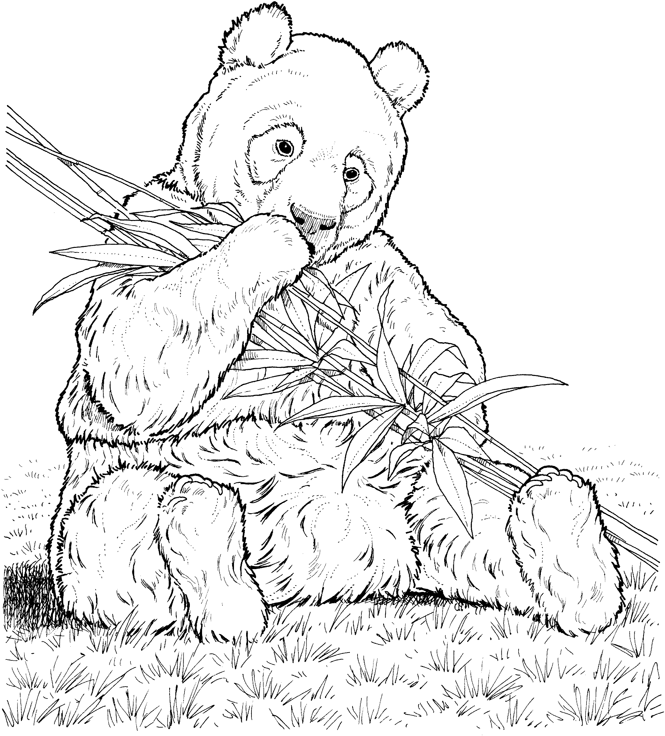 2126x2355 Free Coloring Book Panda Bear Coloring Pages Fresh At Photography