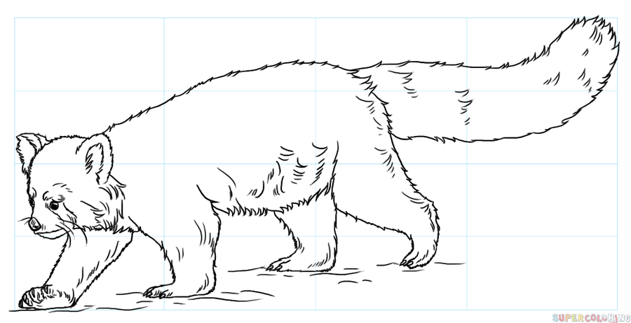 900x461 How To Draw A Red Panda Step By Step Drawing Tutorials