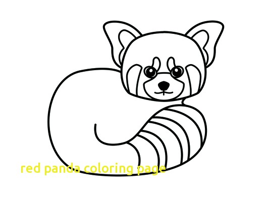 537x390 Red Panda Coloring Page With Drawn Red Panda Sheet Pencil And
