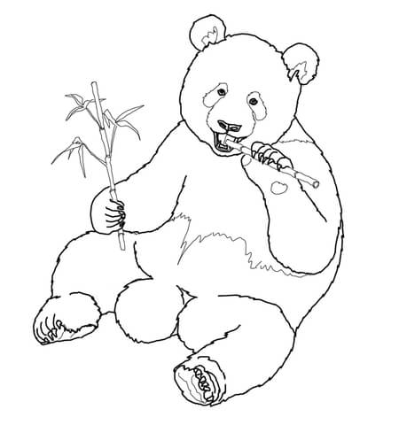 450x480 Giant Panda Eats Bamboo Coloring Page Free Printable Coloring Pages