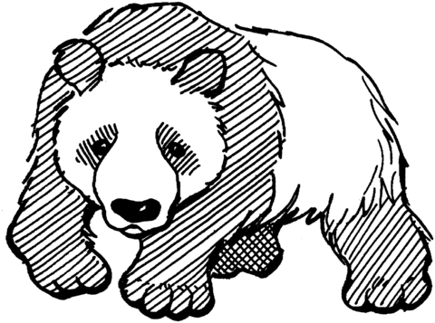 480x357 Panda Coloring Page Free Printable Coloring Pages