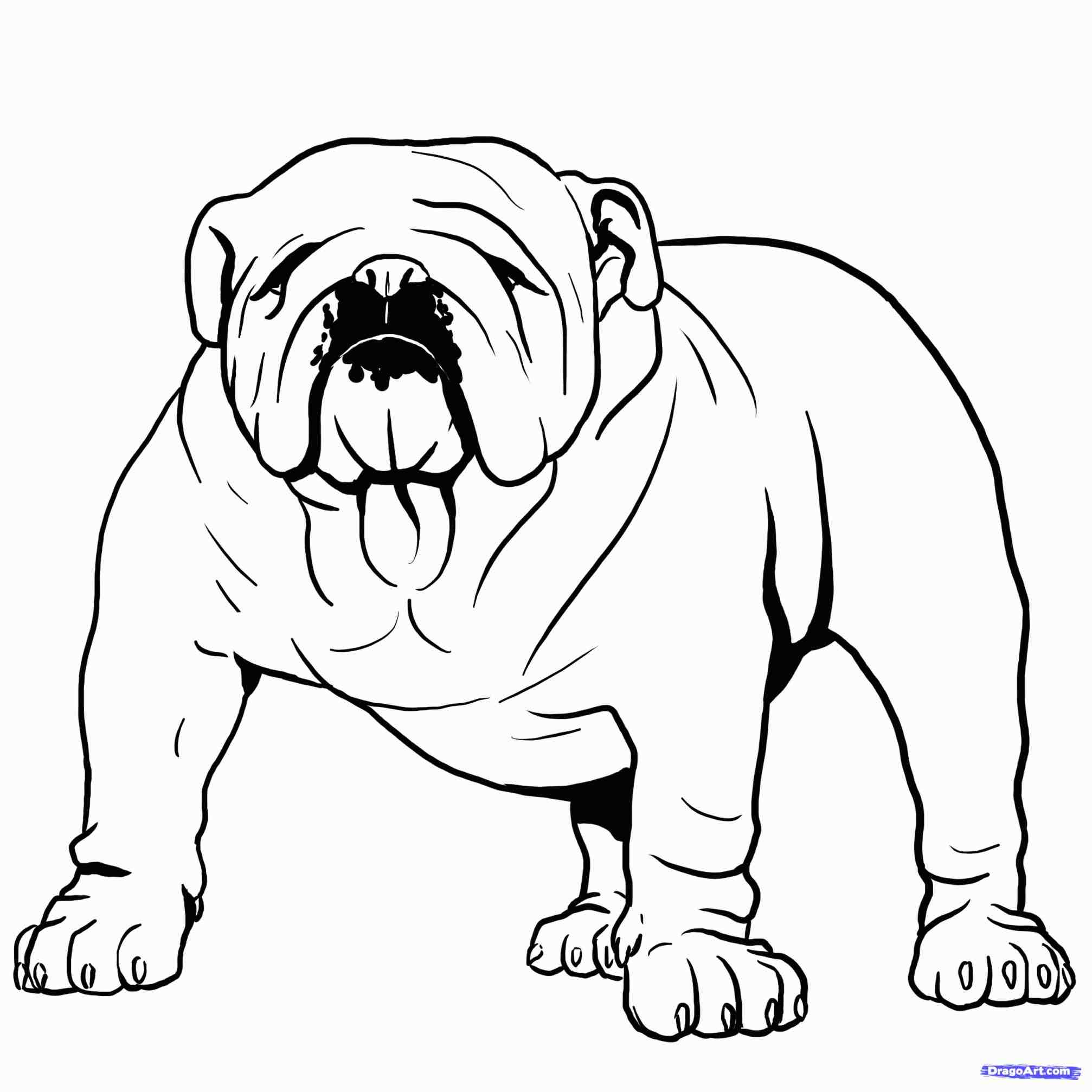 2014x2014 English Bulldog Face Drawing