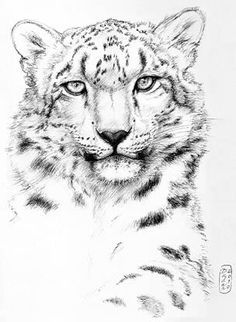 236x322 Cheetah