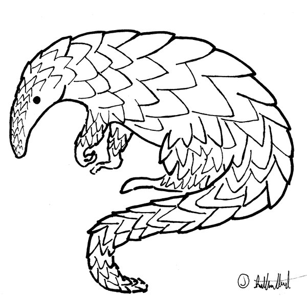 600x579 Pangolin Drawing By Qazse1
