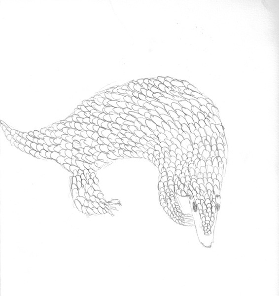 566x600 Children And Scaly Mammals