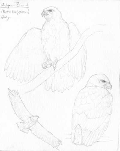 400x503 Field Sketches