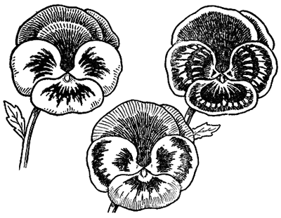 400x311 How To Draw Pansies With Step By Step Pansy Drawing Tutorial