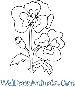 300x350 How To Draw A Pansy Flower