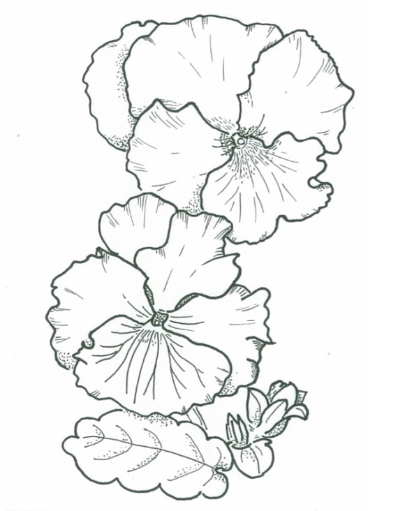 570x732 Items Similar To Illustration Of Pansies
