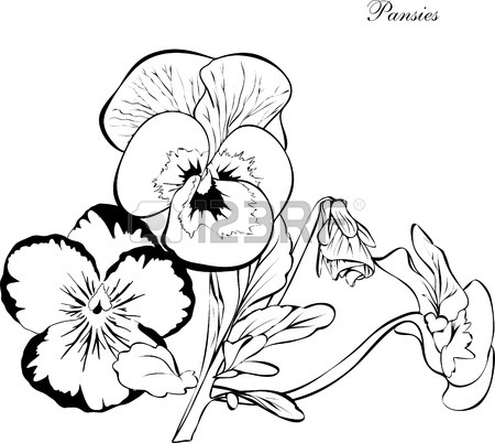 450x402 Pansy Hand Drawn.vector.coloring Book Royalty Free Cliparts