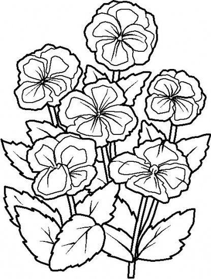 415x550 Pansy Coloring Pages