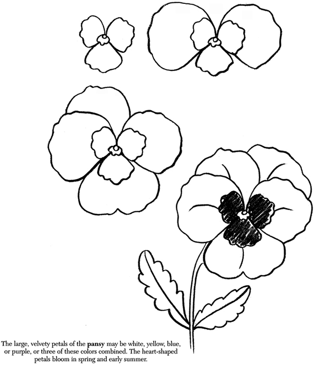 650x750 Pansy Drawing Plants Draw An Apple Draw A Daffodil Draw A Leaf