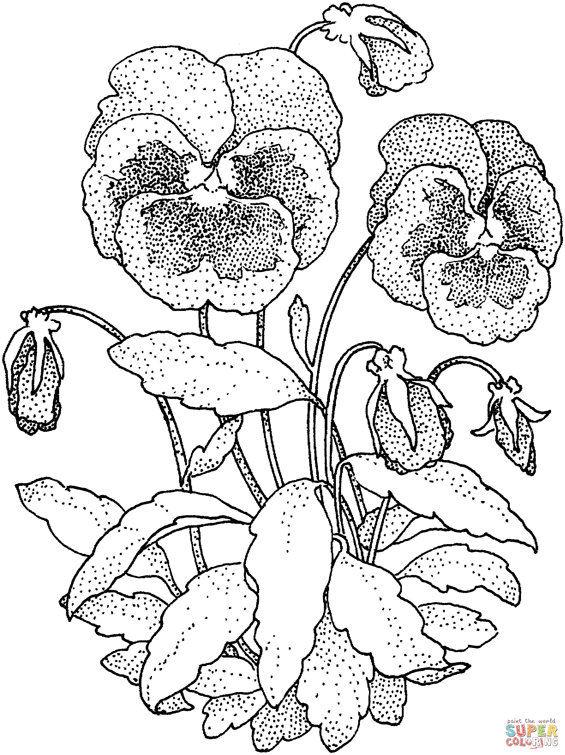 1978x2642 Pansy Coloring Pages Free Coloring Pages