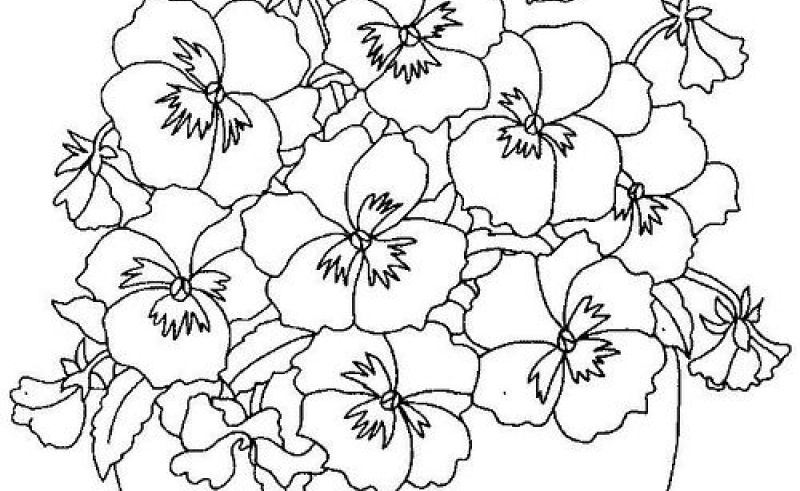 800x491 Trace Flower Pansy Gardening Flower And Vegetables