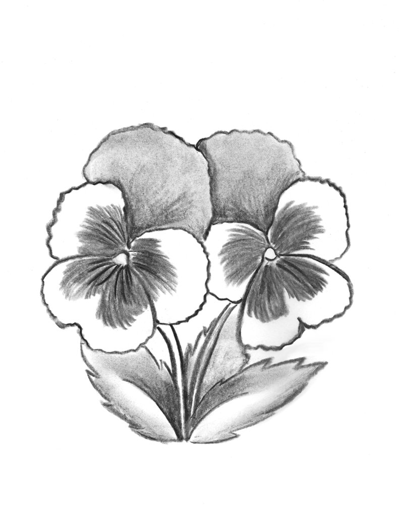 791x1010 Pansy Pictures