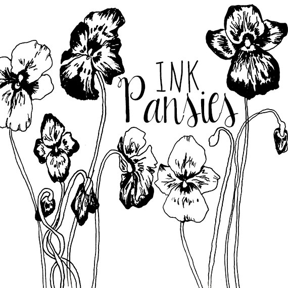 570x570 Ink Drawing Pansy Flower Clipart Flowers Clip Art Digital