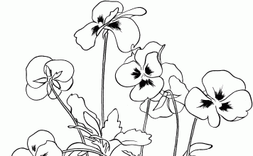 356x220 Pansy Archives