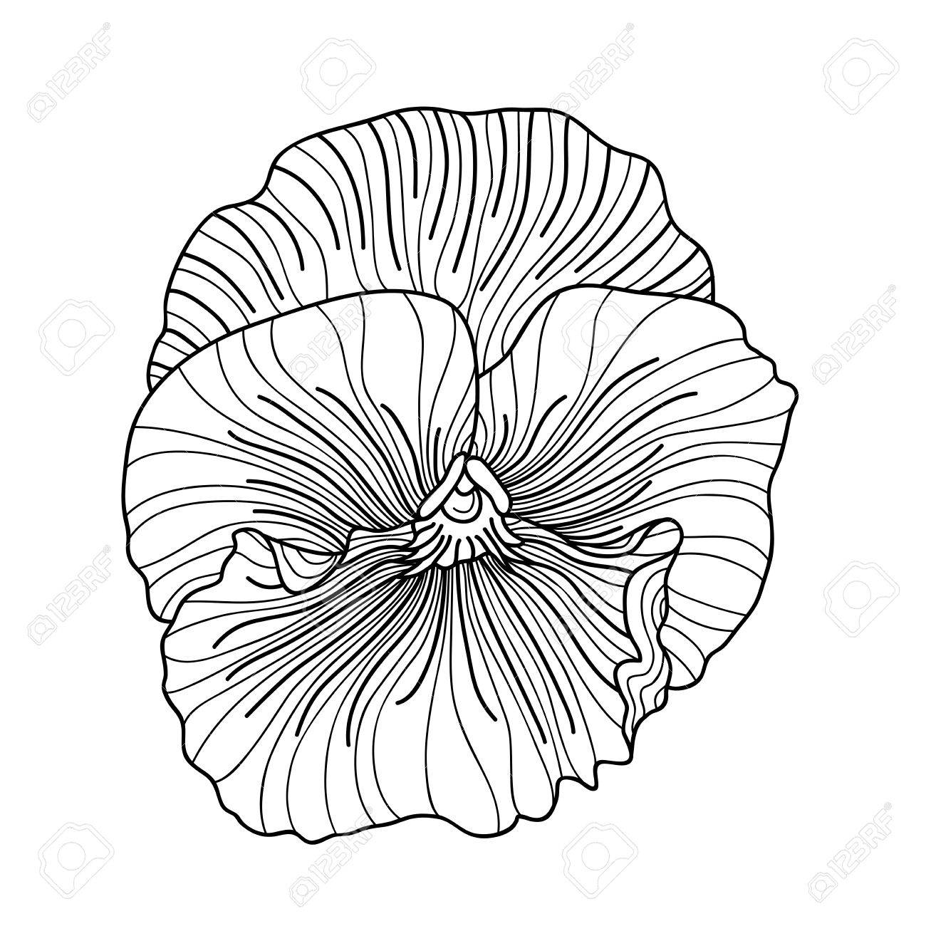 1300x1300 Pansy Flower Drawing Royalty Free Cliparts, Vectors, And Stock