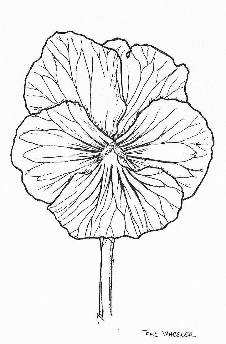 722x1099 Science Illustration Pansy By Tehzebra