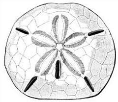 240x208 Shell Clipart Pansy