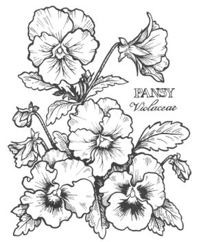 290x352 Digital Pansy Stamp