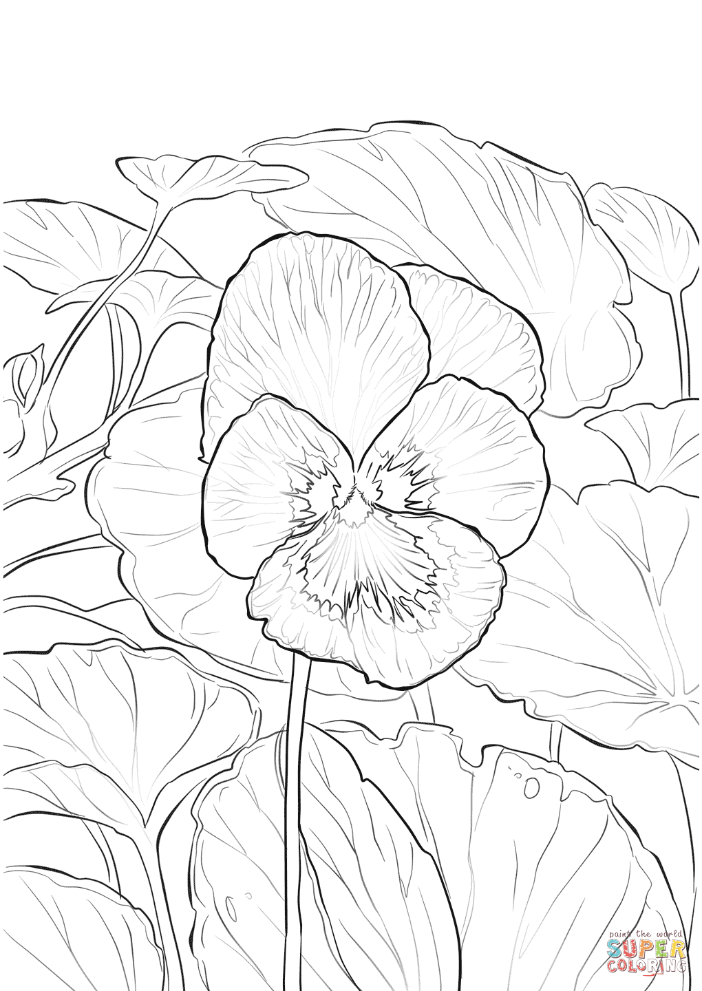 1020x1440 Garden Pansy Coloring Page Free Printable Coloring Pages