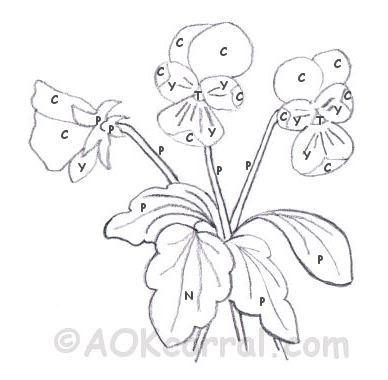 388x380 Pansy Flower Painting Instructions