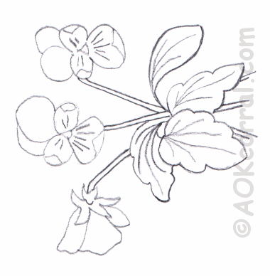 380x388 Pansy Flower Pattern