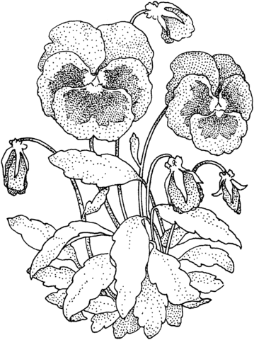 359x480 Pansy Coloring Page Free Printable Coloring Pages