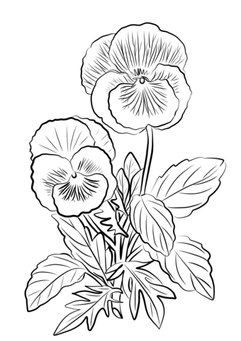 340x480 Two Pansies Coloring Page Free Printable Coloring Pages