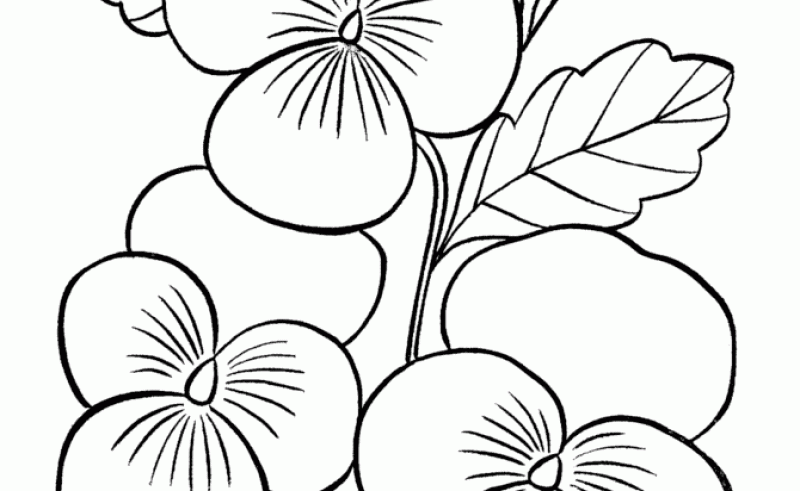 800x491 Violet Flower Colors Gardening Flower And Vegetables