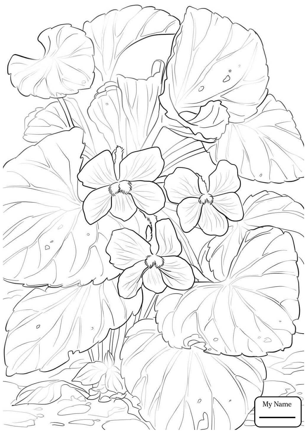 1040x1469 Coloring Pages For Kids Flowers Violet American Robin And Wood