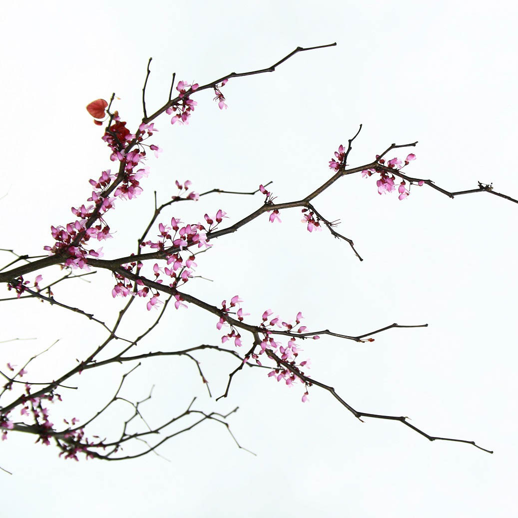 1037x1037 Cercis Canadensis