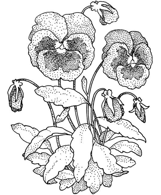 538x650 Welcome To Dover Publications